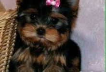 Bild von Hundeköpfe Bilder Kostenlos bilder fürs handy