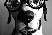 Bild von Hundeköpfe Bilder Kostenlos Herunterladen bilder fürs handy