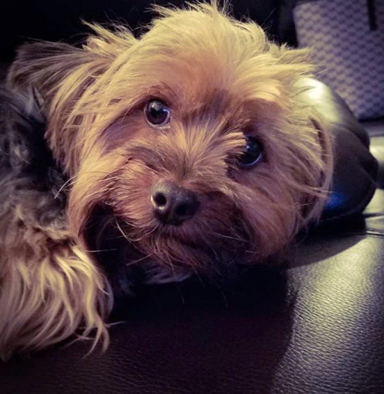 Hundepfoten Bilder Kostenlos | Bilder und Sprüche