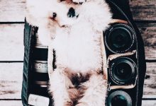 Bild von Hundera bilder fürs handy