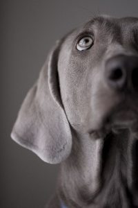 Hunderasse Ähnlich Beagle 200x300 - Bilder Schäferhund