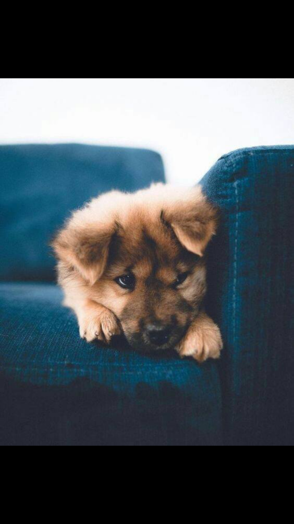 Hunderasse Auf Englisch Bilder und Sprüche für Whatsapp und Facebook