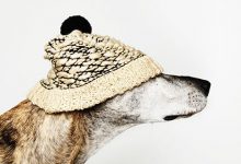 Bild von Hunderasse Beige bilder fürs handy