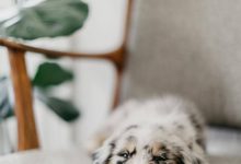 Bild von Hunderasse Französischer Hütehund bilder fürs handy