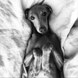 Hunderasse Grau Kurzhaar 300x300 - Bilder Von Süßen Hunden Für Facebook