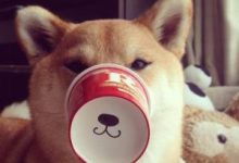 Bild von Hunderasse Hirtenhund bilder fürs handy