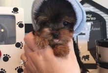 Bild von Hunderasse Jagdhund Braun bilder fürs handy