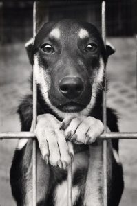 Hunderasse Mit Y 199x300 - Bilder Von Einem Hund Für Facebook