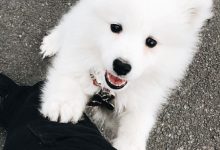 Bild von Hunderasse Terrier bilder fürs handy