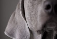 Bild von Hunderasse Ähnlich Beagle bilder fürs handy