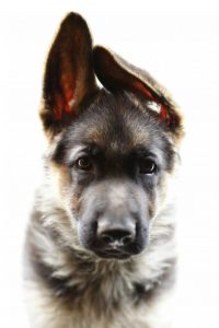 Hunderassen Auflistung 200x300 - Hunde Bilder Kaufen Für Facebook