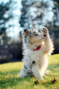 Hunderassen Bilder Übersicht 200x300 - Kleine Mischlingshunde Bilder Für Whatsapp