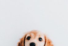 Bild von Hunderassen Bilder Kleine Hunde bilder fürs handy