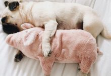 Bild von Hunderassen Bilder Kleine Hunde Für Facebook bilder fürs handy
