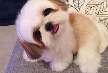 Bild von Hunderassen Bilder Kleine Hunde Für Whatsapp bilder fürs handy