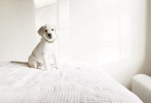 Bild von Hunderassen Bilder Kleine Hunde Kostenlos Herunterladen bilder fürs handy