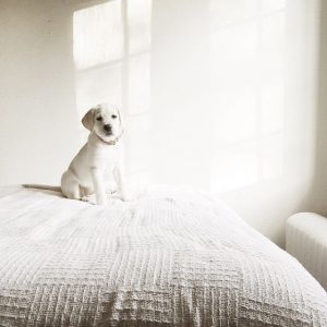 Hunderassen Bilder Kleine Hunde Kostenlos Herunterladen 300x300 - Hintergrundbilder Hundebabys