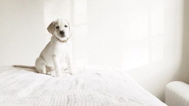 Bild von Hunderassen Bilder Kleine Hunde Kostenlos Herunterladen