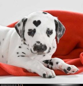 Hunderassen Bilder Mit Namen Für Facebook 290x300 - Alles Für Kleine Hunde