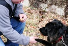 Bild von Hunderassen Bilder Welpen Kostenlos bilder fürs handy