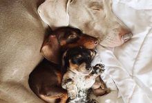 Bild von Hunderassen Für Hundesport bilder fürs handy