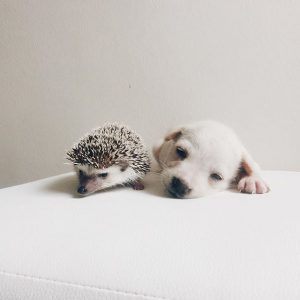 Hunderassen Groß Bilder Kostenlos 300x300 - Süße Kleine Hunde Bilder Für Facebook