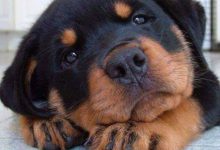 Bild von Hunderassen Große Hunde Langhaar bilder fürs handy