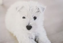 Bild von Hunderassen Hunde bilder fürs handy
