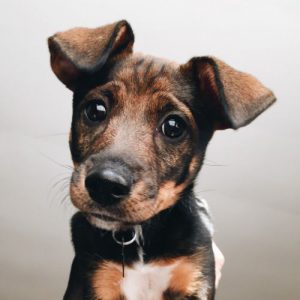Hunderassen Hunderassen 300x300 - Schäferhunde Rassen Bilder Kostenlos Herunterladen
