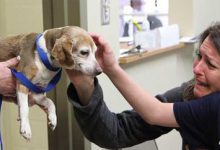 Bild von Hunderassen Hütehunde bilder fürs handy