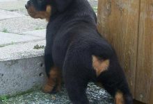 Bild von Hunderassen Jagdhund bilder fürs handy