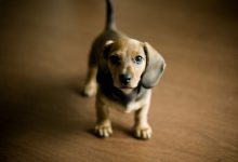 Bild von Hunderassen Jagdhunde Bilder fürs handy