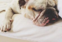 Bild von Hunderassen Jagdhunde Bilder Kostenlos bilder fürs handy
