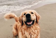 Bild von Hunderassen Jagdhunde Bilder Kostenlos Herunterladen bilder fürs handy