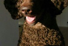 Bild von Hunderassen Kampfhunde Bilder fürs handy