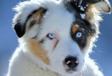 Bild von Hunderassen Kampfhunde Bilder Kostenlos bilder fürs handy