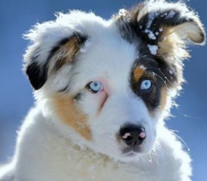 Hunderassen Kampfhunde Bilder Kostenlos 300x262 - Übersicht Hunderassen