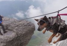 Bild von Hunderassen Kampfhunde Bilder Kostenlos Herunterladen bilder fürs handy