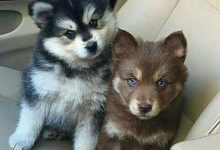 Bild von Hunderassen Kleine Hunde bilder fürs handy