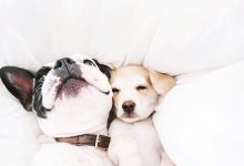 Bild von Hunderassen Kleine Hunde Langhaar bilder fürs handy