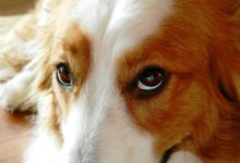 Bild von Hunderassen Kleine Hunde Liste bilder fürs handy