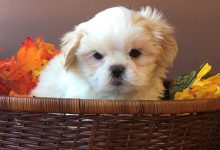 Bild von Hunderassen Kleine Hunde Mit Bild bilder fürs handy