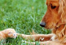 Bild von Hunderassen Kleine Hunde Weiß bilder fürs handy