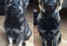 Bild von Hunderassen Kleine Süße Hunde bilder fürs handy