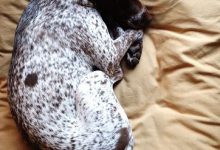 Bild von Hunderassen Kleine Weisse Hunde bilder fürs handy