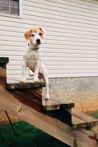 Hunderassen Kurzhaar Groß 200x300 - Süße Hunde Bilder Kostenlos Für Facebook