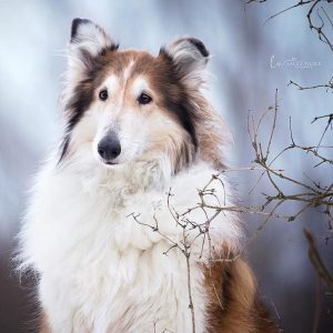 Hunderassen Lexikon Mit Bildern Für Whatsapp 300x300 - Kleine Weiße Hunde Bilder Kostenlos Herunterladen