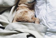 Bild von Hunderassen Mini Hunde bilder fürs handy