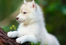 Bild von Hunderassen Mit Bild Große Hunde bilder fürs handy