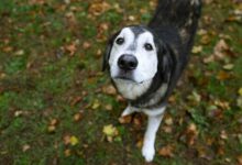 Bild von Hunderassen Mit Bild Kleine Hunde bilder fürs handy